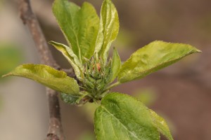 Jabłonie - odmiana Ligol - 13/04/2016 - wielkopolska