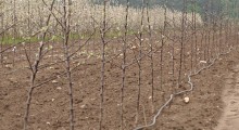 Polskie drzewka jabłoni w Kazachstanie