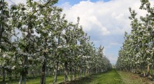 Rok obfitego kwitnienia drzew owocowych
