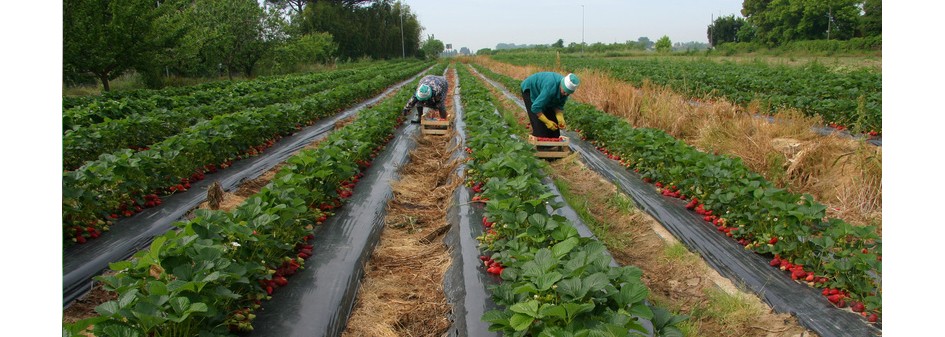 Lekarze z apelem do plantatorów truskawek