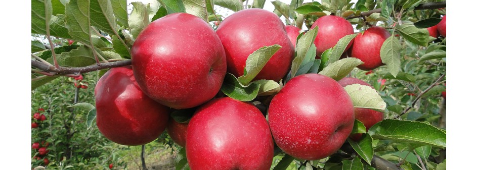 Czy Chiny zniosą embargo na polskie jabłka? 