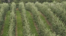 Polska największym producentem jabłek i wiśni w UE 