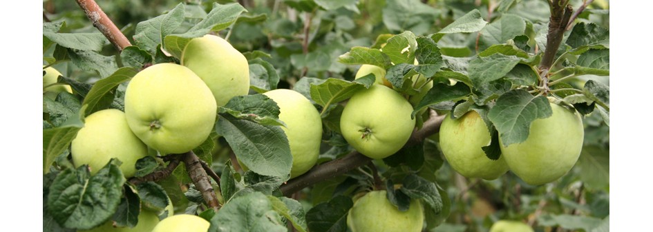 Konsumenci szukają wczesnych odmian jabłek