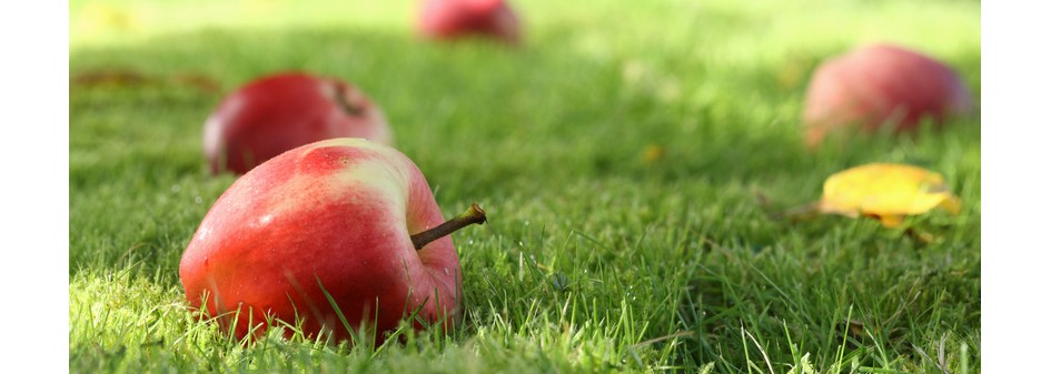 Czy sadownicy zapomnieli o starych odmianach jabłoni ? 