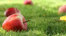 Czy sadownicy zapomnieli o starych odmianach jabłoni ? 
