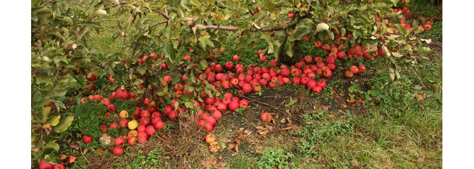 VAT za unijnej rekompensaty oraz utylizacje jabłek
