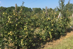 COBORU Zybiszów - kolekcja odmian jabłoni