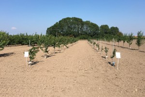 COBORU Zybiszów - kolekcja odmian czereśni