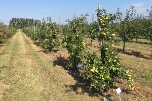 COBORU Zybiszów - kolekcja odmian jabłoni