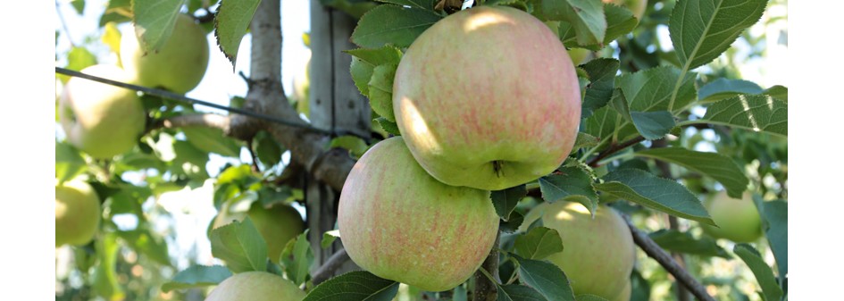 Problem z wybarwieniem jabłek - upały 2016