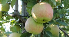 Problem z wybarwieniem jabłek - upały 2016