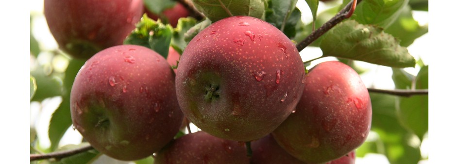 Koreańczycy z Południa zachwyceni polskimi jabłkami