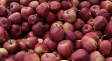 Fructis wysyła jabłka do Egiptu