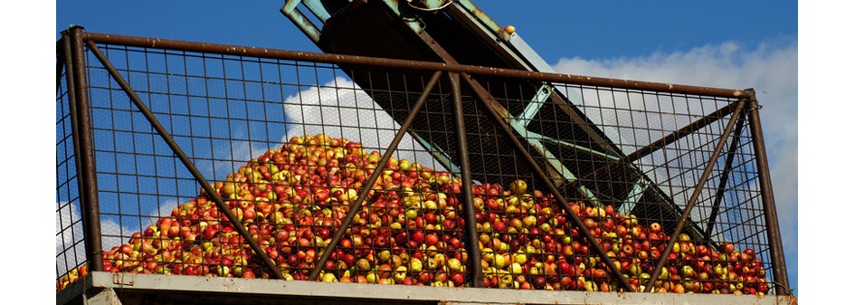 Ceny jabłek przemysłowych bez zmian - wciąż niskie !