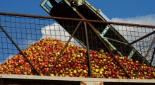 Ceny jabłek przemysłowych bez zmian - wciąż niskie !