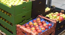 Białoruś największym importerem polskich owoców 