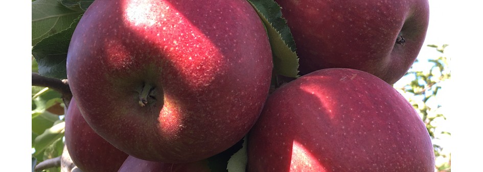 Brak nadprodukcji jabłek dobrej jakości