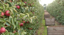 Amerykańskie prognozy zbiorów jabłek w Europie
