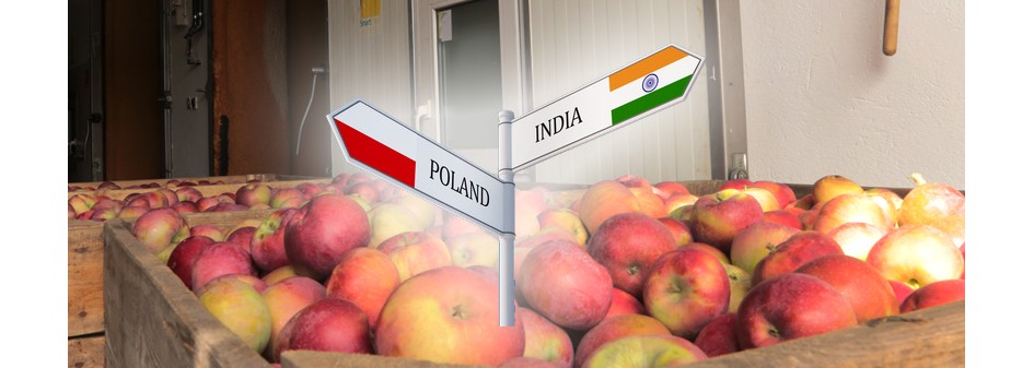 Eksport polskich jabłek do Indii - zabieg chłodzenia