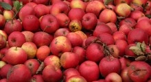 Ceny jabłek przemysłowych o 40 % niższe niż w ubiegłym sezonie