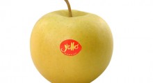 Nowa marka jabłek - Yello®