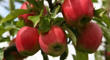 Włosi chcą eksportować jabłka do Chin 