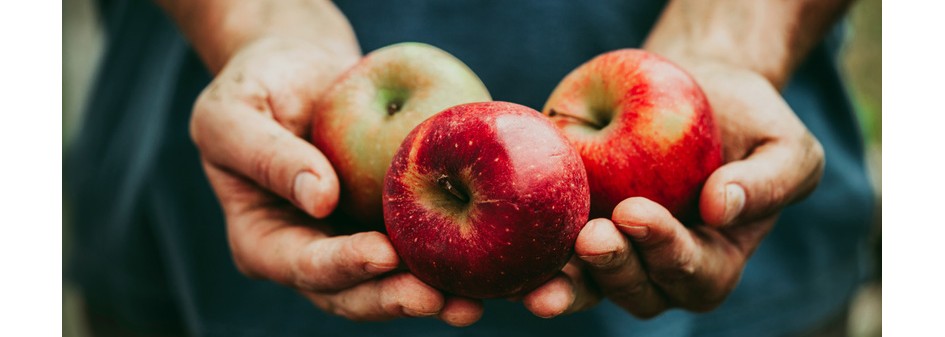 Tegoroczne zbiory jabłek w Chinach wyniosą ok. 43,5 mln ton 