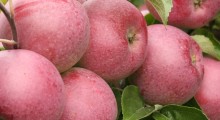Niskie ceny, słaby handel – rynek jabłek wciąż bez zmian !
