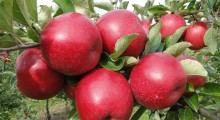 Zbiory jabłek w Rosji