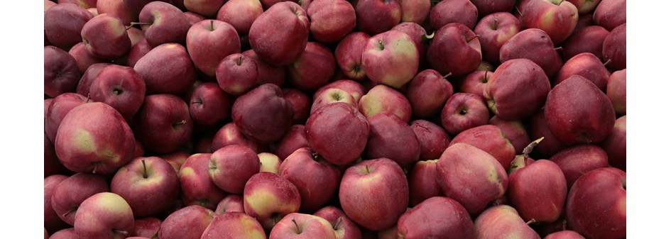 Zapasy unijnych jabłek według WAPA