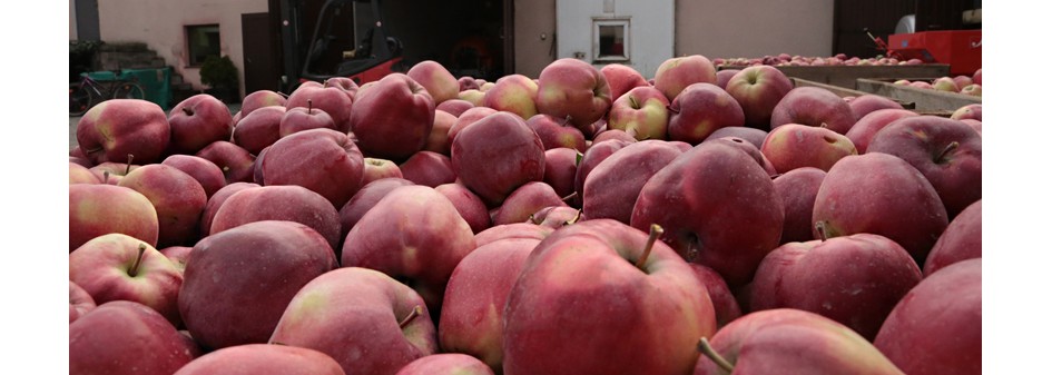 USDA: Światowa produkcja jabłek