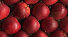 Lubelskie jabłka lecą do Chin, Japonii i Wietnamu