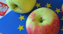 UE nie chce naszych jabłek !