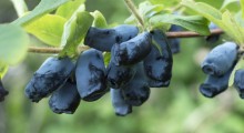 Kleszcz&oacute;w największym zagłębiem plantacji jagody kamczackiej ?
