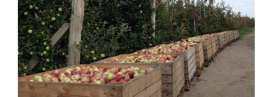Prognozy zbiorów jabłek na półkuli południowej w 2017 r.