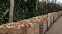 Prognozy zbiorów jabłek na półkuli południowej w 2017 r.
