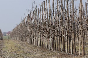 Grusze - 14/03/2017 - wielkopolska