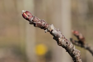 Jabłonie [Ligol] - 14/03/2017 - wielkopolska