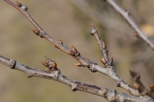 Śliwy [C. Lepotica - 14/03/2017 - wielkopolska