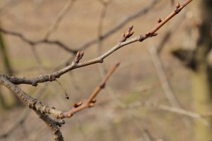 Śliwy [Węgierka zwykła] - 14/03/2017 - wielkopolska