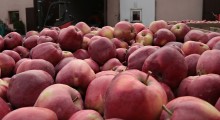 Białoruś największym importem polskich jabłek