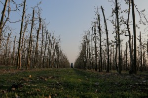 Wielkopolskie sady - 04/04/2017