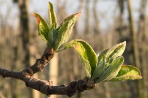 Red Jonaprince - Wielkopolskie sady - 04/04/2017