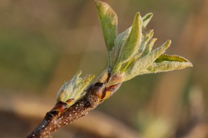 Boskoop - Wielkopolskie sady - 04/04/2017