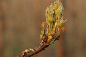 Konferencja - Wielkopolskie sady - 04/04/2017