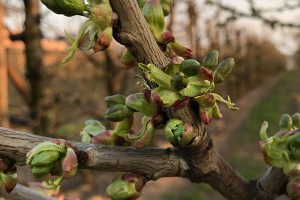 Kordia - Wielkopolskie sady - 04/04/2017