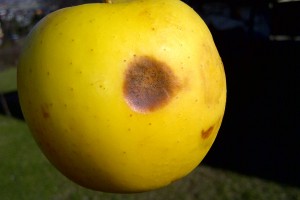 Fot.9 – antraknoza jabłek