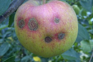 Fot.  2 – parch jabłoni