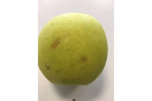 Golden Delicious - Uszkodzenia podczas sortowania 