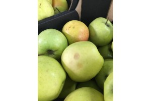 Golden Delicious - Uszkodzenia podczas sortowania 